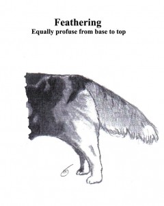 Рассказ о хвостах C4.-feathering-equally-240x300