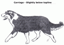 Рассказ о хвостах A2-carriage-under-topline-e1385328268266