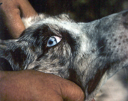 australian shepherd blue eyes problems