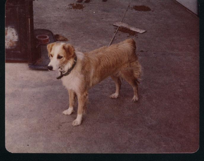 NA Sable Aussie Australian Shepherd Health & Institute