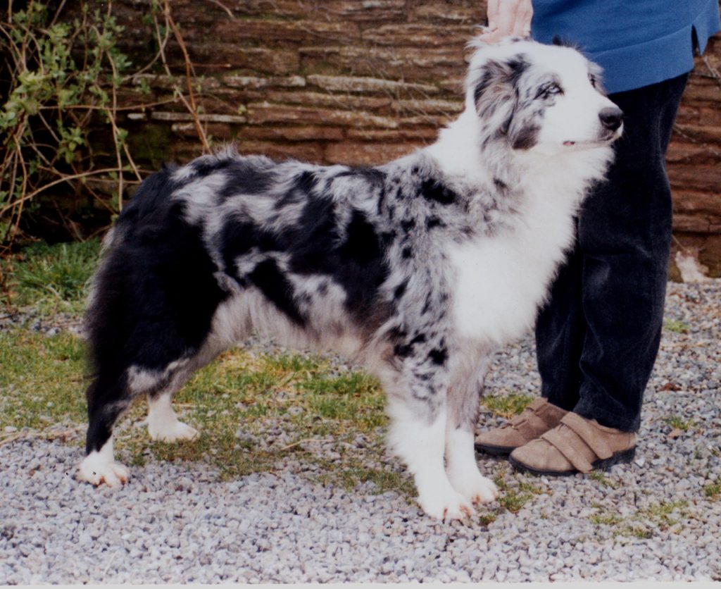 merle pictures Australian Shepherd Health & Institute