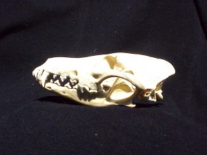 Fig 1 - coyote skull