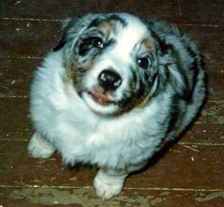Normal Aussie Coat Coloring, What Type Of Coat Does An Australian Shepherd Have