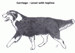 A3-carriage-with-topline