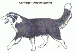 A4-Carriage-above-topline