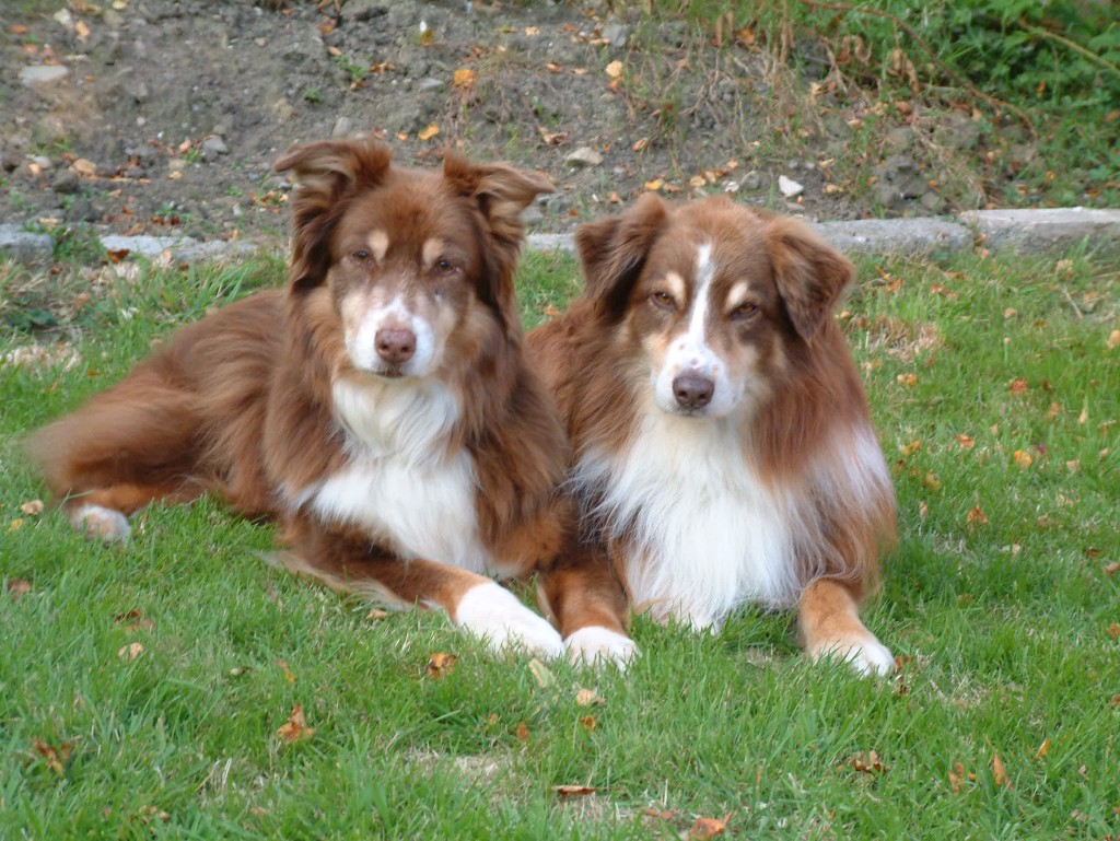 Normale Fellfarben beim Aussie Australian Shepherd Health &