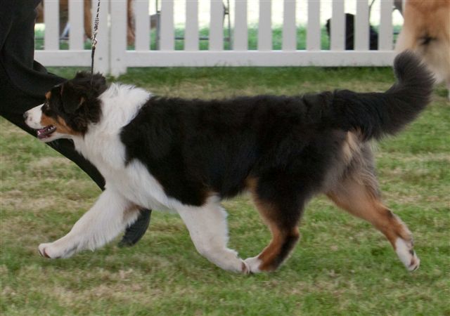 Normal Aussie Coat Coloring, What Kind Of Coat Does An Australian Shepherd Have
