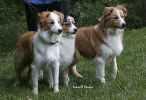 Yellow Aussies (L and R)
