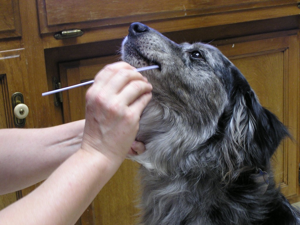 Brave New World DNA Screening Tests Australian Shepherd Health & Institute