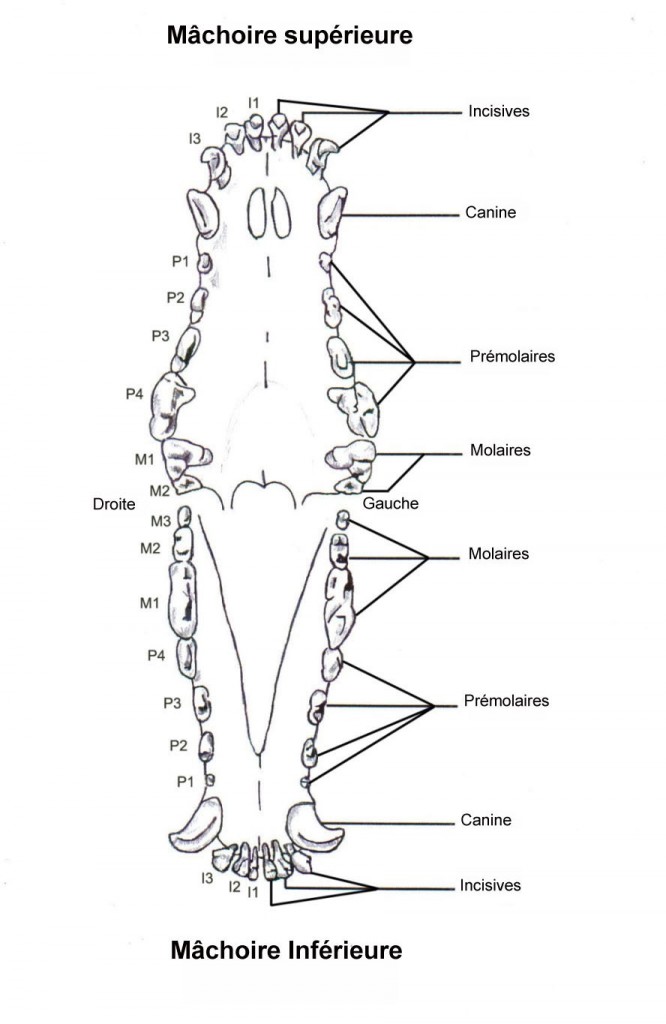 Dental Chart - FR